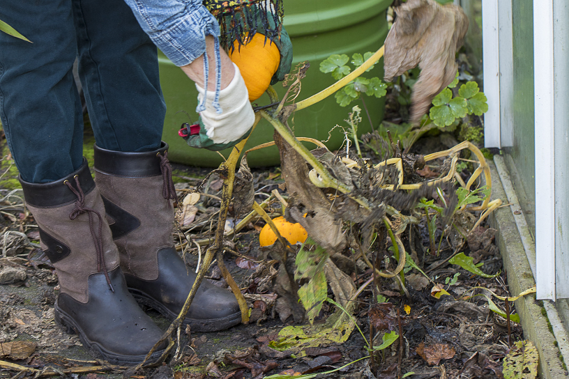 Pompoen overwinteren moestuin